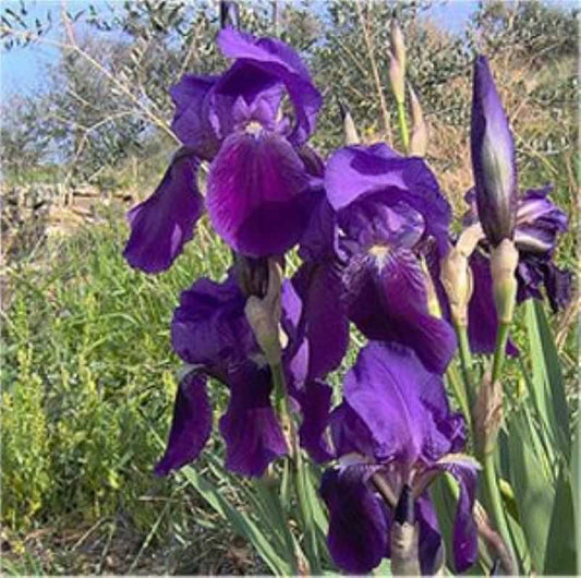  Borsten Iris - Iris Setosa