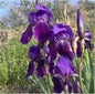  Borsten Iris - Iris Setosa