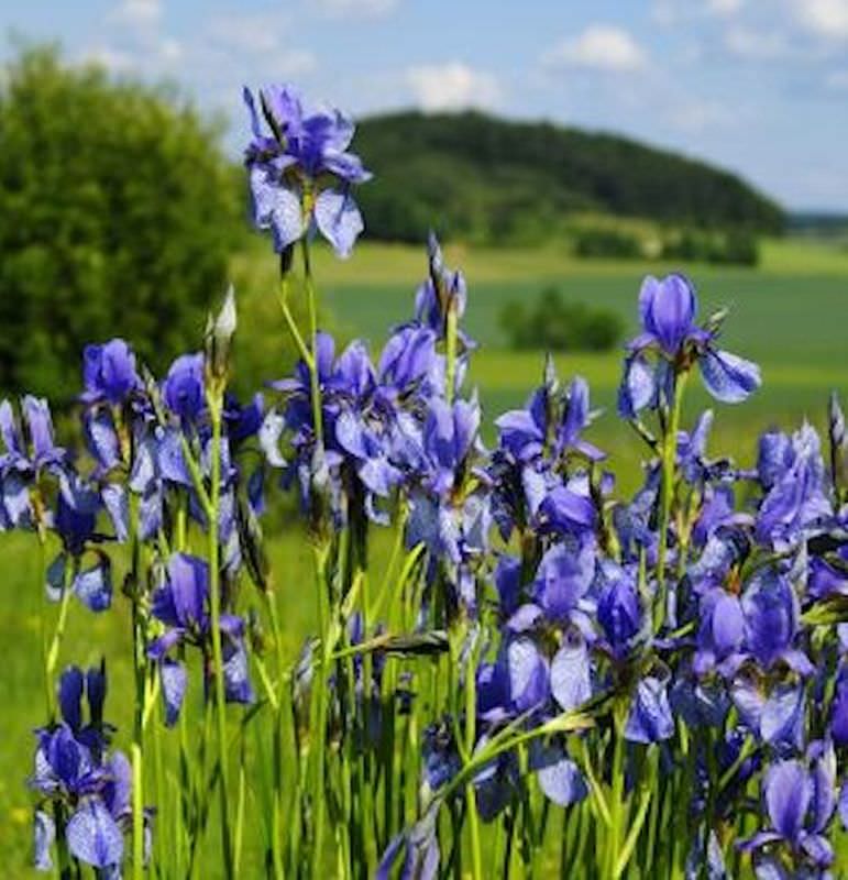  Sibirische Schwertlilie Annick - Iris Sibirica