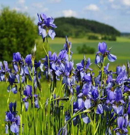  Sibirische Schwertlilie Annick - Iris Sibirica