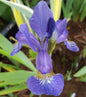  Sibirische Schwertlilie Caesar - Iris Sibirica