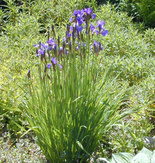  Sibirische Wieseniris Marilyn Holmes - Iris Sibirica