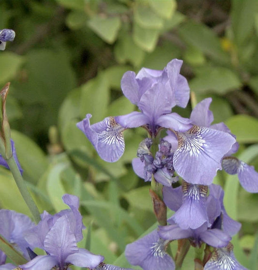  Sibirische Wieseniris Perry Blue - Iris Sibirica
