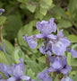  Sibirische Wieseniris Perry Blue - Iris Sibirica