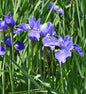  Sibirische Wieseniris Silver Edge - Iris Sibirica