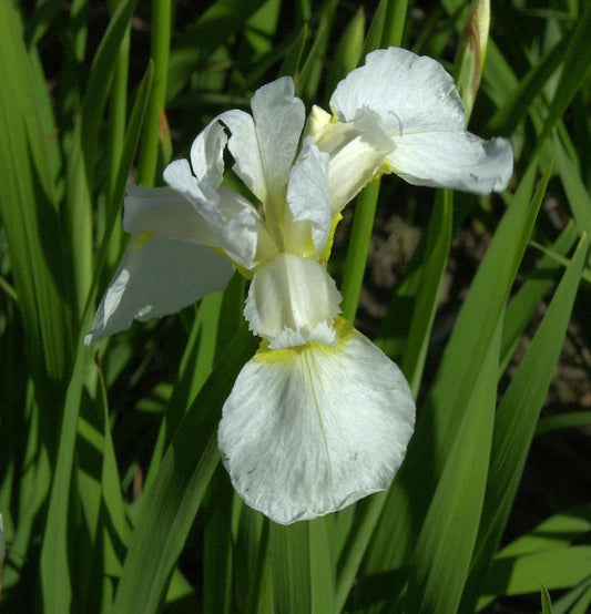  Sibirische Schwertlilie Snow Queen - Iris Sibirica