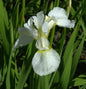  Sibirische Schwertlilie Snow Queen - Iris Sibirica