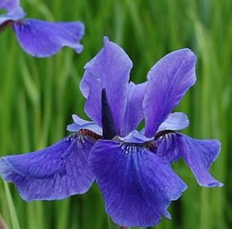  Sibirische Wieseniris Taubenblau - Iris Sibirica