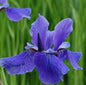  Sibirische Wieseniris Taubenblau - Iris Sibirica