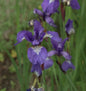  Sibirische Wieseniris - Iris Sibirica