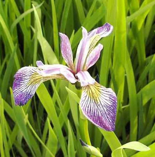  Schwertlilie Versicolor Kermesina - Iris Versicolor