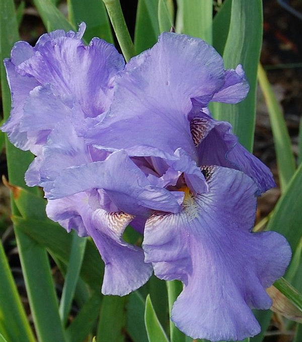  Schwertlilie Sea Double - Iris Barbata