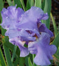  Schwertlilie Sea Double - Iris Barbata