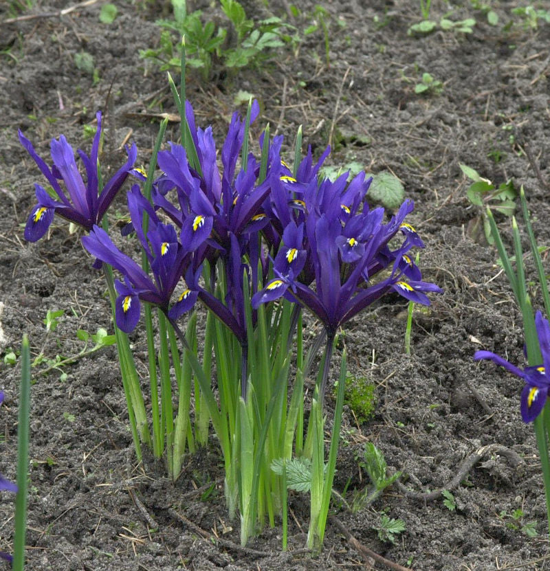  Winteriris - Iris Reticulata