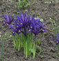  Winteriris - Iris Reticulata