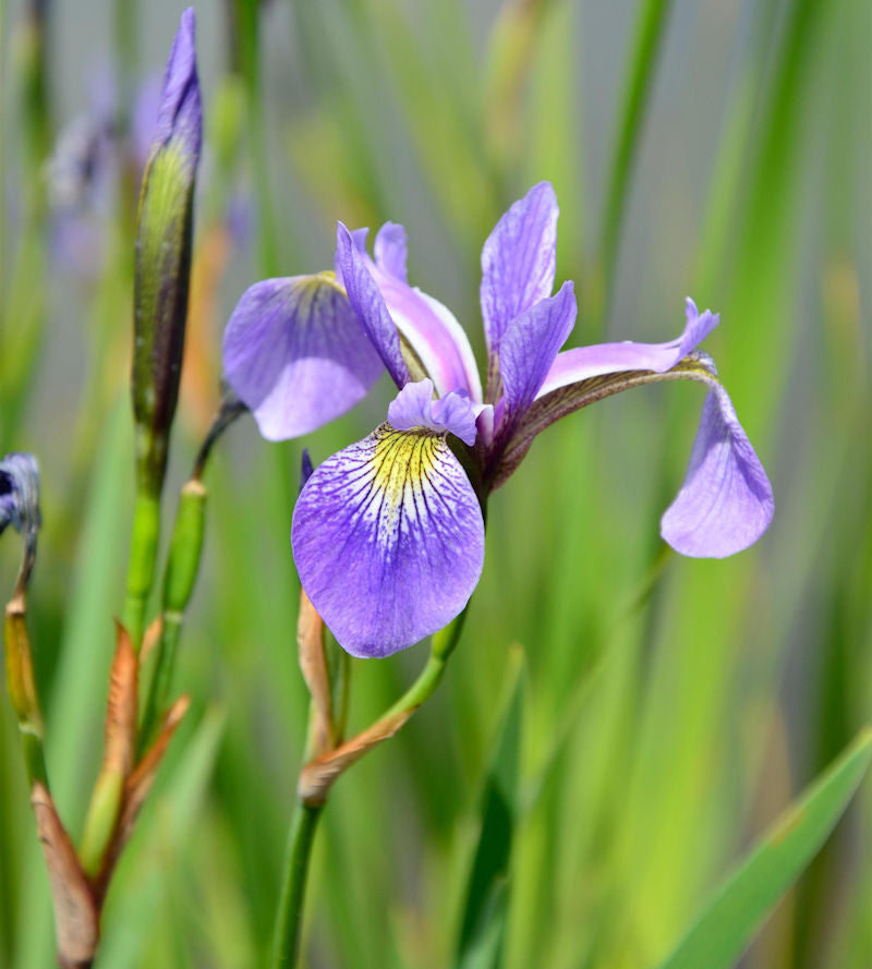  Schwertlilie Versicolor - Iris Versicolor