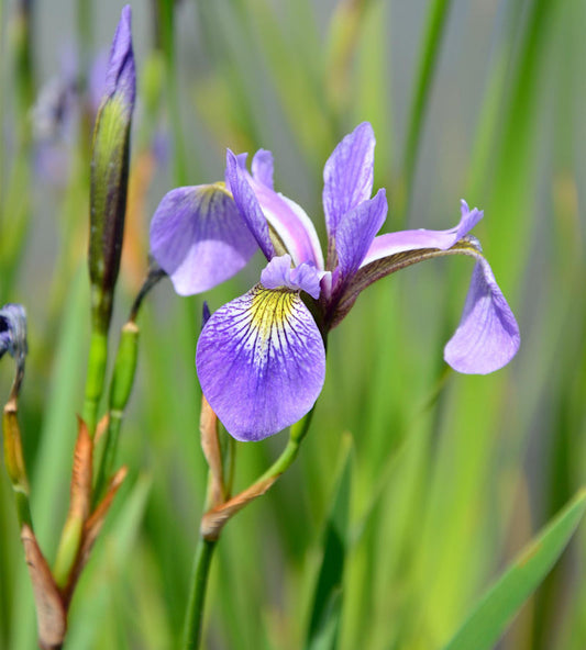  Schwertlilie Versicolor - Iris Versicolor