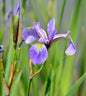  Schwertlilie Versicolor - Iris Versicolor