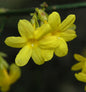  Echter Winter Jasmin 40-60cm - Jasminum Nudiflorum
