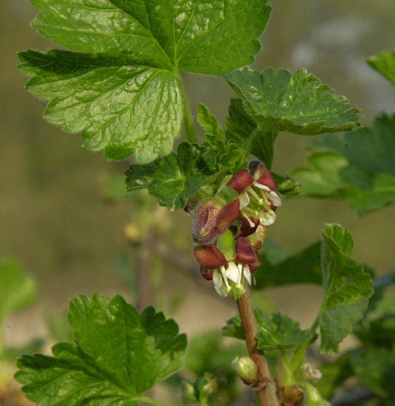  Jostabeere 40-60cm - Ribes Nidigrolaria