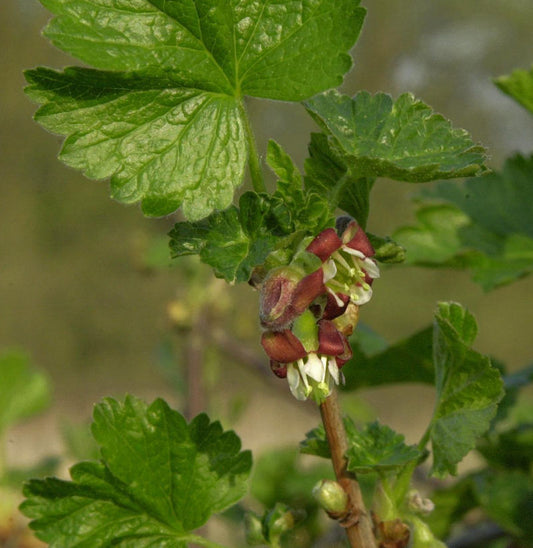  Jostabeere 40-60cm - Ribes Nidigrolaria
