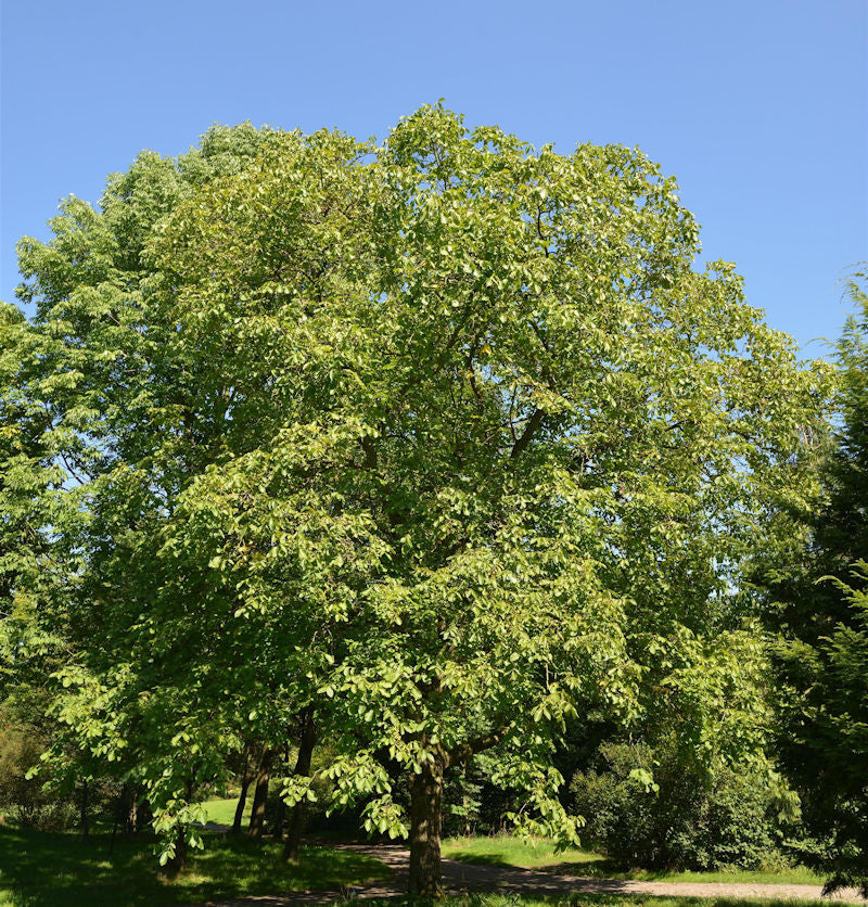  Walnuss Broadview 125-150cm - Juglans Regia