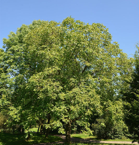  Walnuss Broadview 125-150cm - Juglans Regia