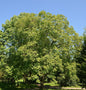  Walnuss Broadview 125-150cm - Juglans Regia