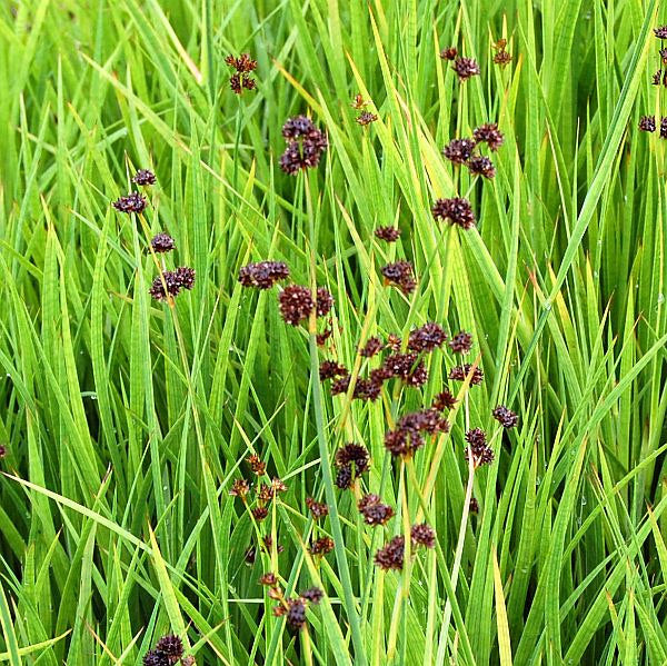  Zwergbinse - Juncus Ensifolius