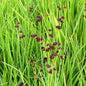  Zwergbinse - Juncus Ensifolius