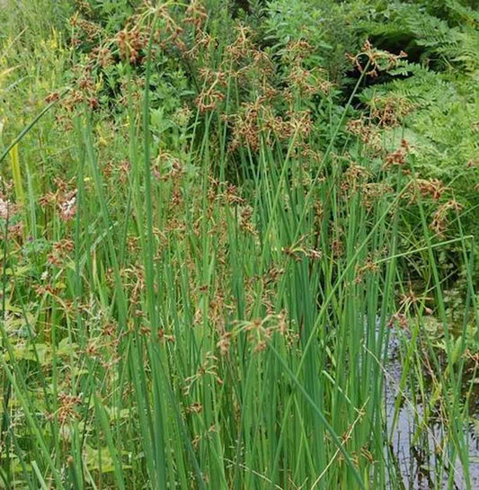  Blau Binse - Juncus Glaucus