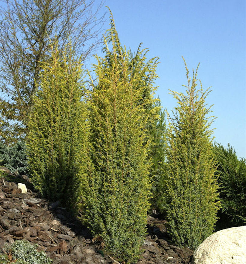  Goldener Heidewacholder Golden Cone 50-60cm - Juniperus Communis