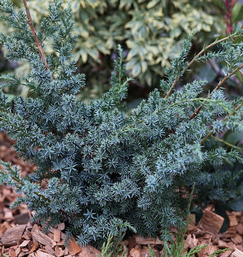  Strauchwacholder Blue Alps 20-30cm - Juniperus Chinensis