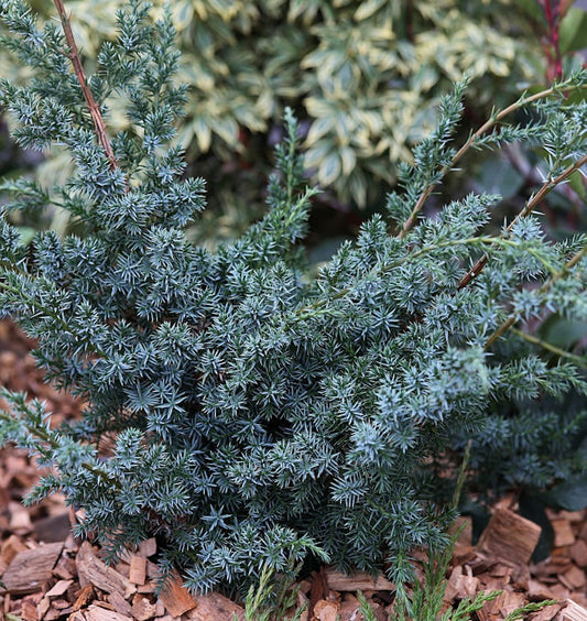  Strauchwacholder Blue Alps 20-30cm - Juniperus Chinensis