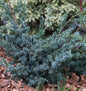  Strauchwacholder Blue Alps 20-30cm - Juniperus Chinensis