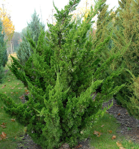  Chinesischer Wacholder Kaizuka 60-80cm - Juniperus Chinensis