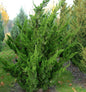  Chinesischer Wacholder Kaizuka 60-80cm - Juniperus Chinensis