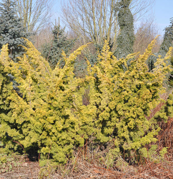  Gelber Moos Wacholder 60-80cm - Juniperus Chinensis