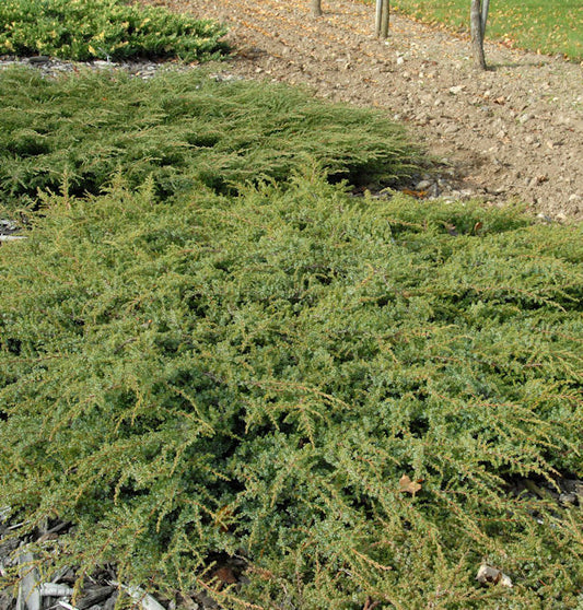  Kriechender Heidewacholder Hornibrook 40-50cm - Juniperus Communis Hornibrookii