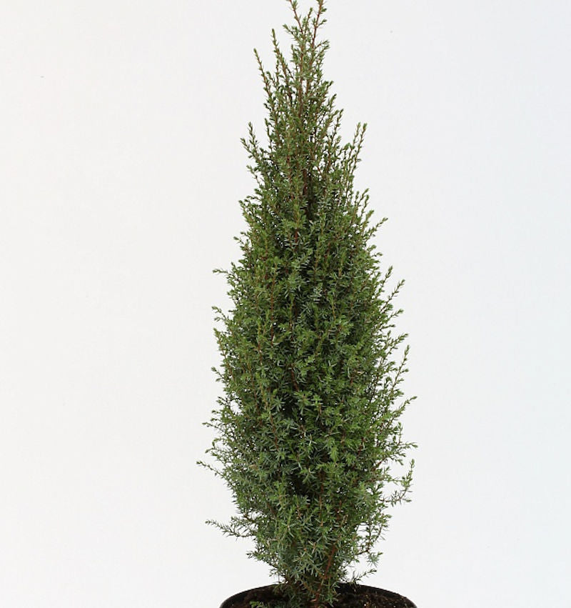  Wildwacholder Arnold 80-100cm - Juniperus Communis