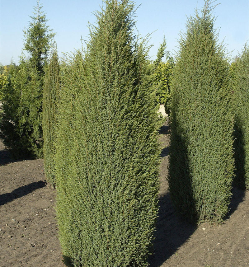  Irischer Säulenwacholder 80-100cm - Juniperus Communis