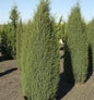  Irischer Säulenwacholder 80-100cm - Juniperus Communis