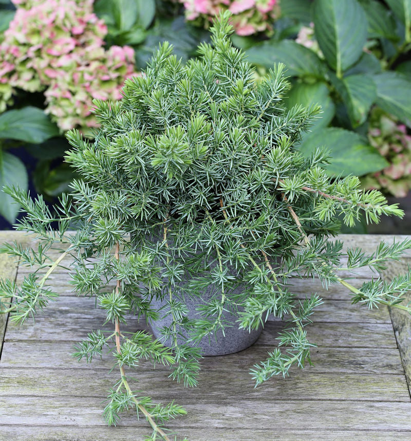  Blauer Sachalin Kriechwacholder Blue Pacific 30-40cm - Juniperus Conferta