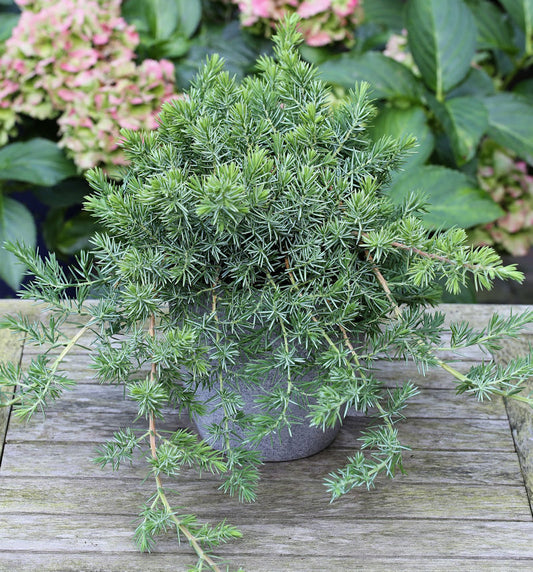  Blauer Sachalin Kriechwacholder Blue Pacific 30-40cm - Juniperus Conferta