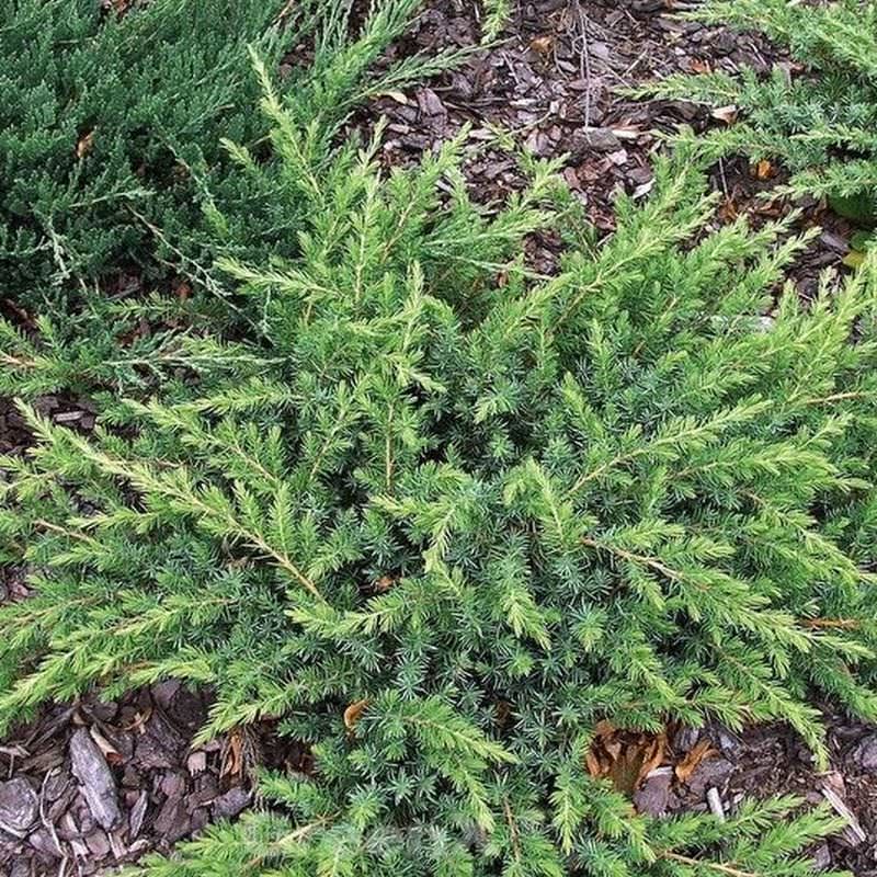  Kriechwacholder Slager 20-30cm - Juniperus Conferta Slager
