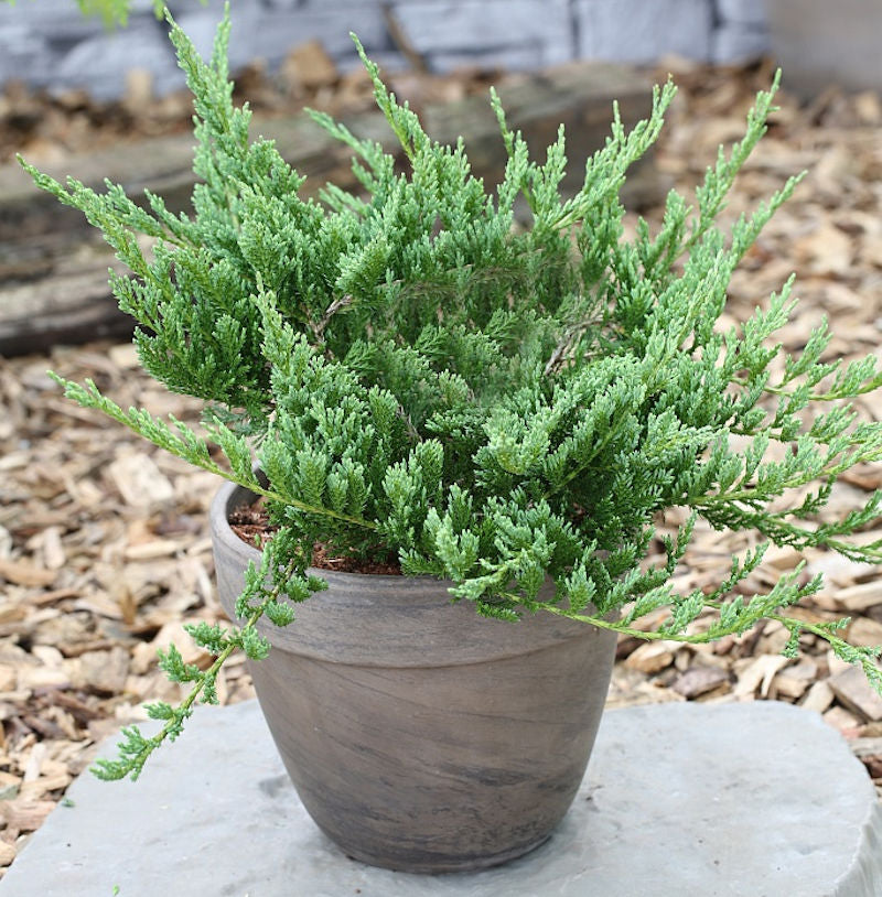  Blauer Kriechwacholder Blue Chip 15-20cm - Juniperus Horizontalis