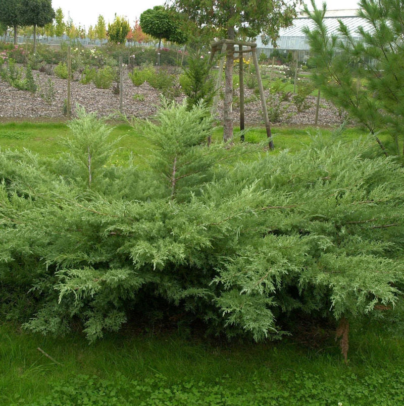  Grauer Pfitzerwacholder Hetzii 60-80cm - Juniperus Media