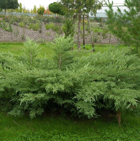  Grauer Pfitzerwacholder Hetzii 60-80cm - Juniperus Media