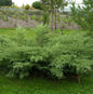  Grauer Pfitzerwacholder Hetzii 60-80cm - Juniperus Media