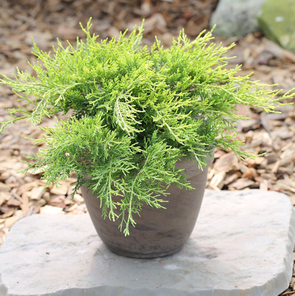  Goldgelber Wacholder Old Gold 30-40cm - Juniperus Media
